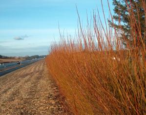 Non acoustic Green Barrier in Living Willow showing winter colour
